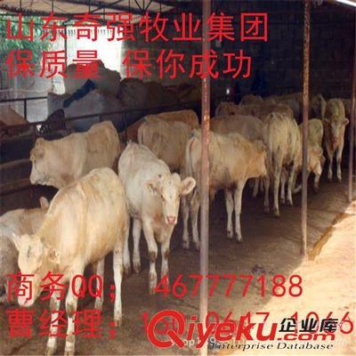 飼養屠宰牛 高出肉率品種深度解析——夏洛萊牛的優勢與嘉祥縣奇強養殖場推薦