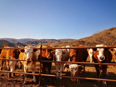 榆林畜牧業提質增效 肉牛屠宰加工高歌猛進