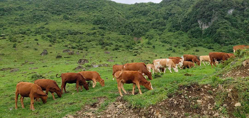 觀云臺|一把小肉串,百億大產業 肉牛屠宰