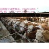 長沙架子牛與肉牛屠宰市場價格與交易地點全解析
